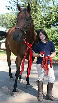 Thoroughbred Horse For Sale