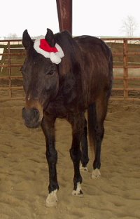 Waterloo Slew aka Jesse decked out for the holidays.