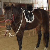 Jesse does dressage without a bit and bridle.