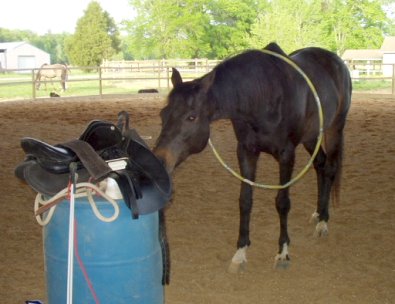 off-the-track thoroughbred training - Jesse sniffing out the saddle for treats.