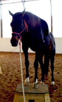 off-the-track thoroughbred training - Jesse sniffing out the saddle for treats.