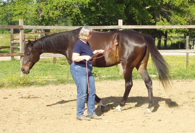 Gail is training Waterloo Slew aka "Jesse" Parelli Natural Horsemanship.