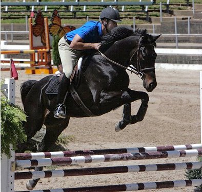 Wiseguy's Out is a successful hunter/jumper looking for a brave new partner to compete with! July 2008