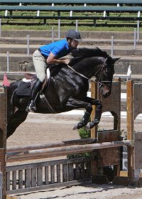 OTTB - Hunter/jumper for sale.