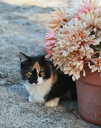 Our newest addition to the farm is Baroness Von River. It was "Buy a horse, get a cat free day at the track". Who could resist this face? "Baroness" is Elizabeth's training assistant in the arena. 