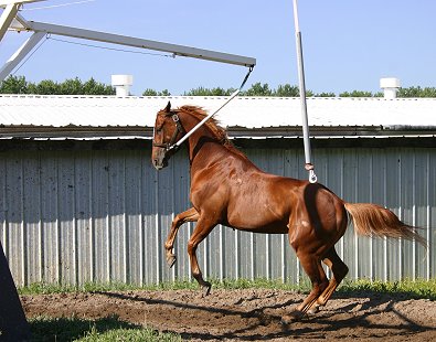 Thoroughbred playing on the hot walker. You can see why these horses get out of alignment. 