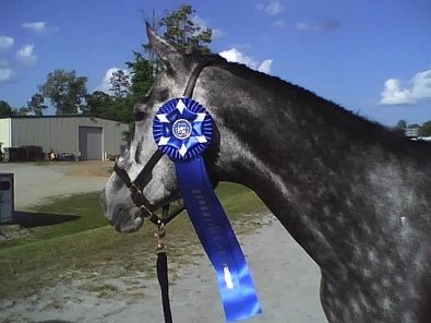 Pretty aka "Tater" has won a blue ribbon at her first combined training event! May 4, 2008