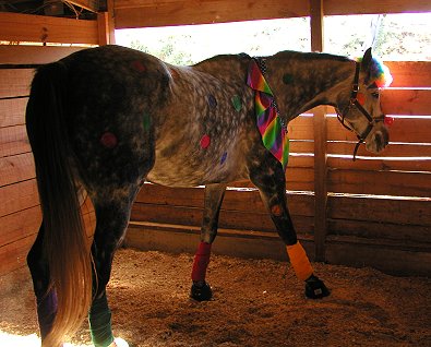 Barbo was a clown for Halloween - October 30, 2005 