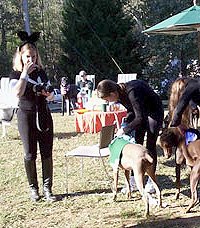 A worried bunny looks on hoping she will not be used at the bait for the race.