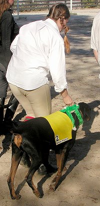 Mister Wizard ridden by his jockey and lead by a Munchkin.