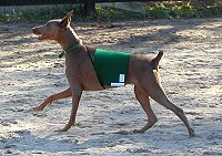 Jade is lost without her jockey.