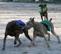 Three dobermans in racing silks.