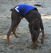 Jax takes a time out to smell the poop! 