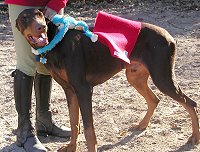 Jax and his handler Kimberly are tacked up and ready to run. 