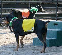 Zu Zu Zulu and Mister Wizard have their saddle towels and jockeys up.
