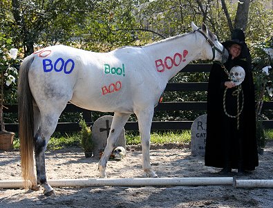 Grayboo is an OTTB who enjoys having fun! October 29, 2005