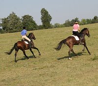 Pride of the Fox and Dream Pusher raced across and open field.
