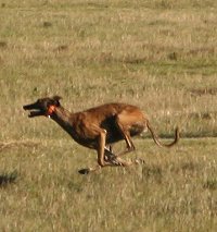 Jack Russell and Lurcher races capped of a perfect day!