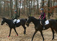 Stevie Loverboy and Bounced are both former Kentucky bred race horses.