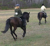 OTTBs at a hunter pace in Georgia.