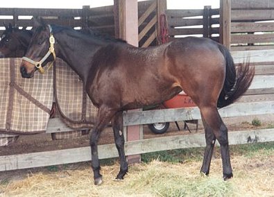 STOLEN HORSES