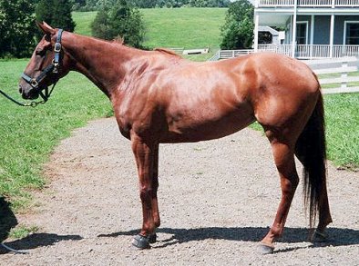 STOLEN HORSES