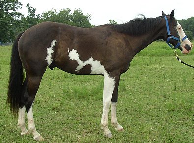Stolen Horse - Stolen from Hoschton, GA