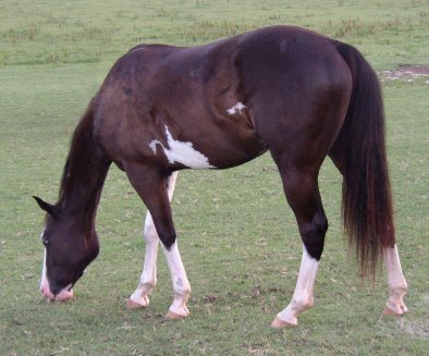 Stolen Horse - Stolen from Hoschton, GA