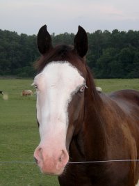 Horse Stolen from Hoschton, GA