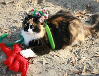 Baroness Von River gets into Christmas!
