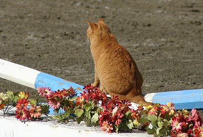 Curtisann sits on the jumps and watches our visitors.