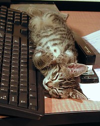 kitten naping on computer keyboard
