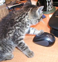 L'il Bit helps out choosing photos. June 3, 2008