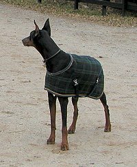 Our newest Doberman - Sydney models the latest in horse blankets for dogs.