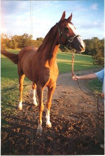 Melvin's Brat was a Prospect Horse for Sale on the Bits & Bytes Farm Web site.