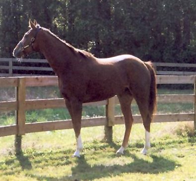 Melvin's Brat was a Prospect Horse for Sale on the Bits & Bytes Farm Web site.