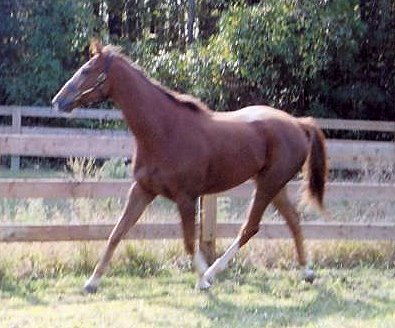 Melvin's Brat was a Prospect Horse for Sale who will now start a career as a dressage horse.