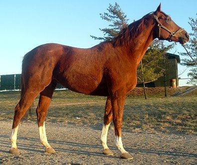"Admire" is a 17+ hand eight year-old Thoroughbred horse for sale. 