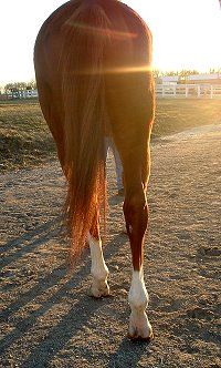 17 hand horse for sale.