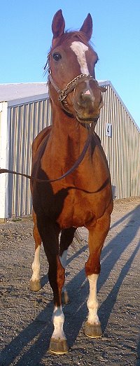 "Admire" is big and solid. OTTB for sale.