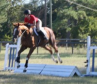 OTTB Admiration learns to jump with his owner Whitney Evans - October 2007 