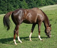 "Alf" is a ten year-old, 16.0 chestnut OTTB gelding for sale. 