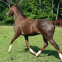 "Alf" retired sound from racing and lives on his owner's farm in Kentucky. 