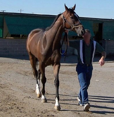Bay Thoroughbred Horse For Sale 