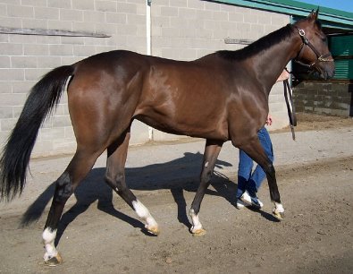 Bay Thoroughbred Horse For Sale 