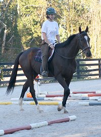 Aly's Alpha Boy is an ex-race horse who is learning a new career. 