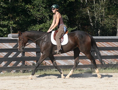 Aly's Alpha Boy is well behaved and easy to ride.