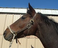 Big Banker was a Prospect Horse For Sale in February 2007. 