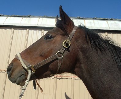 Thoroughbred horse for sale. Please call for more information. We do not give prices by e-mail.