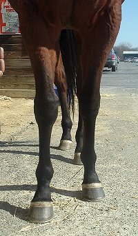 Thoroughbred horse for sale. Please call for more information. We do not give prices by e-mail.